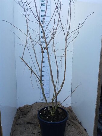 Heptacodium miconioides 150-175 cm cont. 45L solitair