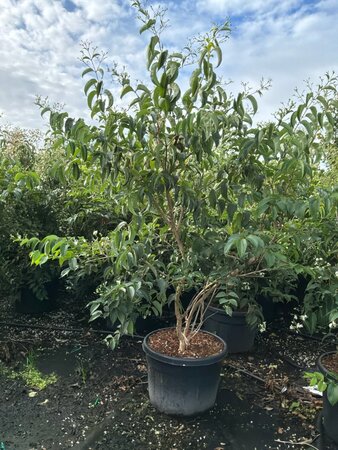 Heptacodium miconioides 175-200 cm cont. 150L Single