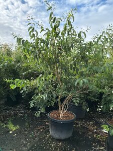 Heptacodium miconioides 175-200 cm cont. 150L Single