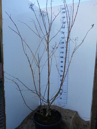 Heptacodium miconioides 175-200 cm cont. 45L solitair