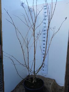 Heptacodium miconioides 175-200 cm cont. 45L solitair