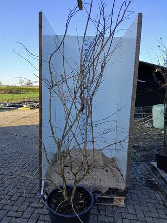 Heptacodium miconioides 175-200 cm cont. 70L single - image 1