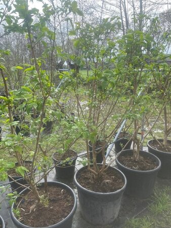 Heptacodium miconioides 175-200 cm cont. 70L single - image 2