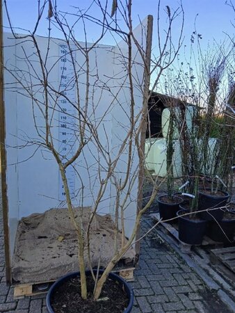 Heptacodium miconioides 200-225 cm cont. 90L solitair - afbeelding 1