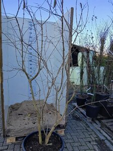 Heptacodium miconioides 200-225 cm cont. 90L single