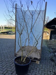 Heptacodium miconioides 200-225 cm cont. 90L single - image 2