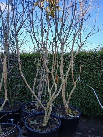 Heptacodium miconioides 200-250 cm cont. 110L single