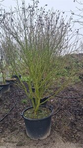 Hibiscus syr. 'Red Heart' 200-250 cm cont. 130L solitair