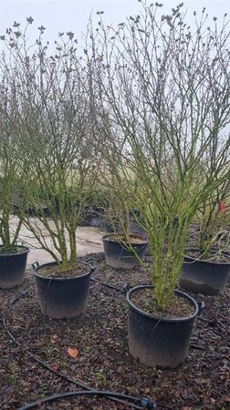 Hibiscus syr. 'Red Heart' 200-250 cm cont. 130L solitair - afbeelding 2