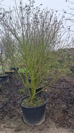 Hibiscus syr. 'Red Heart' 200-250 cm cont. 130L single - image 1