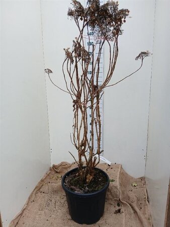 Hydrangea asp. 'Macrophylla' 100-125 cm cont. 30L solitair