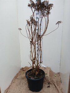 Hydrangea asp. 'Macrophylla' 100-125 cm cont. 30L solitair