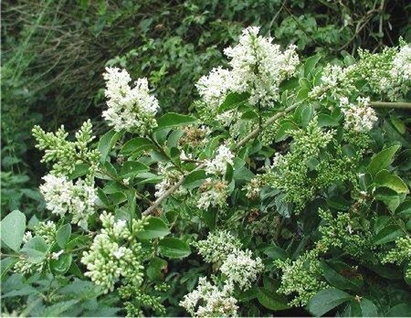 Ligustrum ovalifolium 200-250 cm container solitair
