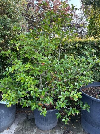 Magnolia Fairy Magnolia Blush 150-200 cm container solitair - afbeelding 2