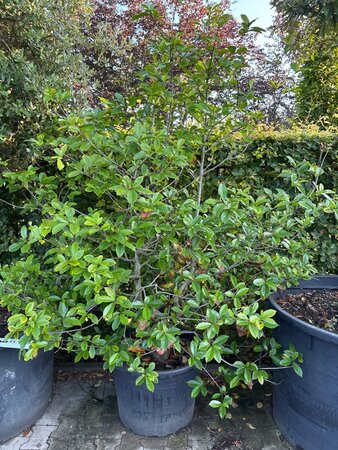 Magnolia Fairy Magnolia Blush 150-200 cm container solitair