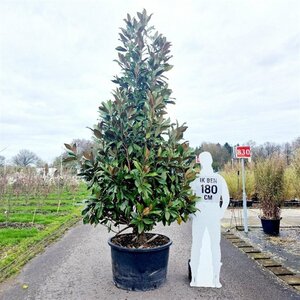 Magnolia grand. 'Galissonnière' 300-350 cm container solitair