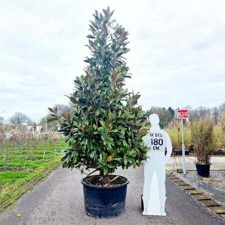Magnolia grand. 'Galissonnière' 300-350 cm container single