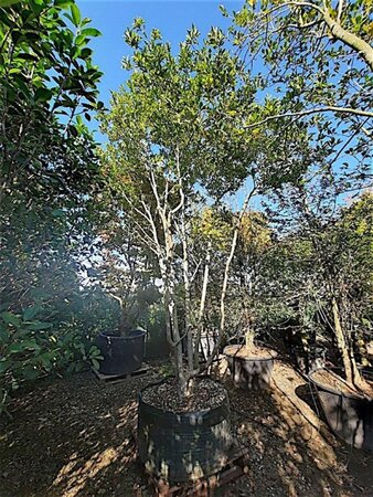 Magnolia loebneri 'Leonard Messel' 450-500 cm container solitair - afbeelding 2