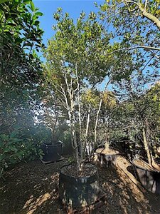 Magnolia loebneri 'Leonard Messel' 450-500 cm container solitair - afbeelding 2