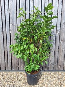 Magnolia l. 'Nigra' 150-175 cm cont. 35L solitair