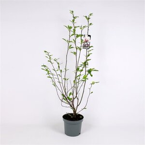 Magnolia soulangeana 150-175 cm met kluit solitair