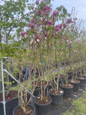 Magnolia soulangeana 175-200 cm cont. 45L solitair