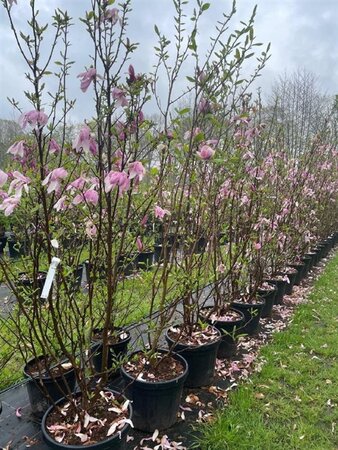 Magnolia soulangeana 200-250 cm cont. 45L solitair
