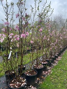 Magnolia soulangeana 200-250 cm cont. 45L solitair