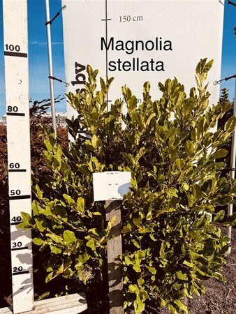 Magnolia stellata 100-125 cm met kluit solitair extra