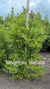 Magnolia stellata 125-150 cm met kluit solitair struik