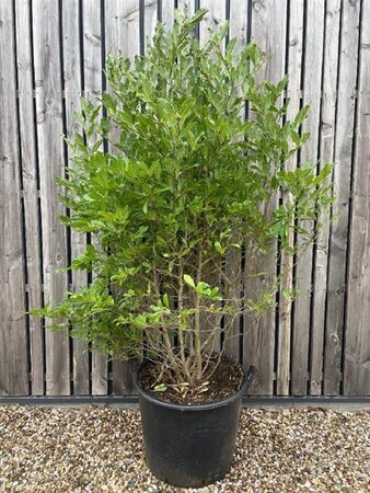 Magnolia stellata 150-175 cm cont. 90L solitair