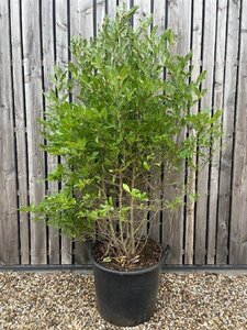 Magnolia stellata 150-175 cm cont. 90L solitair