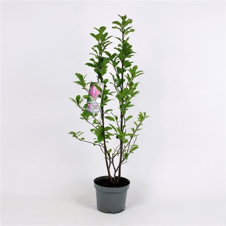 Magnolia 'Susan' 100-125 cm cont. 25L solitair - afbeelding 2