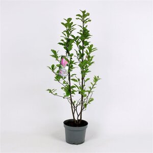 Magnolia 'Susan' 100-125 cm cont. 25L solitair - afbeelding 2