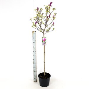 Magnolia 'Susan' 150-175 cm cont. 25L solitair