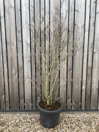 Magnolia 'Susan' 175-200 cm cont. 55L solitair