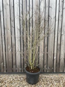 Magnolia 'Susan' 175-200 cm cont. 55L solitair