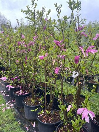 Magnolia 'Susan' 200-250 cm cont. 45L solitair