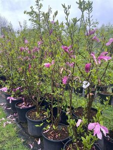 Magnolia 'Susan' 200-250 cm cont. 45L solitair
