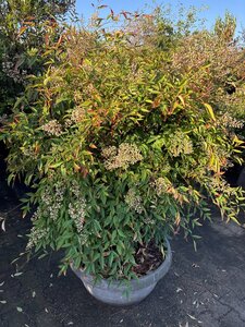Nandina domestica 120-140 cm container single