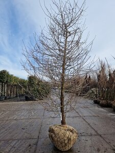 Nyssa sylvatica 350-400 cm container solitair - afbeelding 4