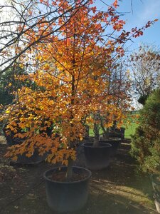 Nyssa sylvatica 350-400 cm container solitair - afbeelding 3