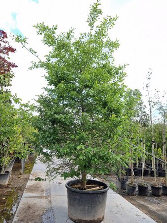 Nyssa sylvatica 350-400 cm container single - image 3