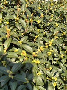 Osmanthus burkwoodii 175-200 cm cont. 150L solitair - afbeelding 2