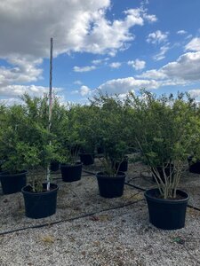 Osmanthus burkwoodii 175-200 cm cont. 150L solitair