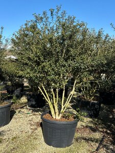 Osmanthus burkwoodii 175-200 cm cont. 150L Single