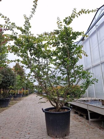 Parrotia persica 200-250 cm container solitair - afbeelding 1