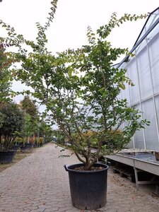 Parrotia persica 200-250 cm container solitair