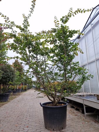 Parrotia persica 200-250 cm container solitair - afbeelding 2