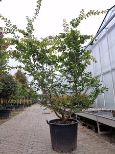 Parrotia persica 200-250 cm container solitair - afbeelding 2